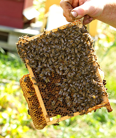 Production de viandes, poissons et produits laitiers dans la région de Stavelot Malmedy